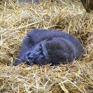 Gorilla at Chessington Zoo, 6 February 2011