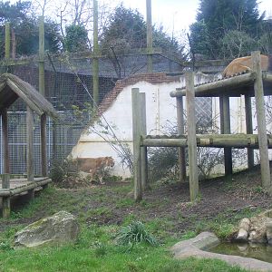 Asiatic lion enclosure at Chessington Zoo, 6 February 2011