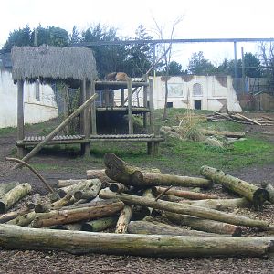 Asiatic lion enclosure at Chessington Zoo, 6 February 2011