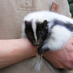 Blaze the striped skunk at Chessington Zoo, 6 February 2011