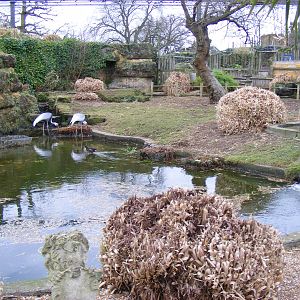 White-naped crane enclosure at Chessington Zoo, 6 February 2011