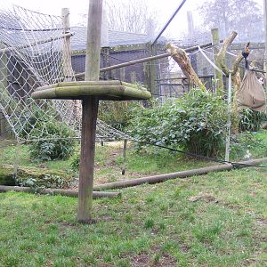 Spider monkey enclosure at Chessington Zoo, 6 February 2011