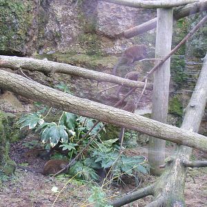 Alaotran gentle lemurs at Chessington Zoo, 6 February 2011