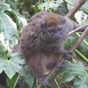 Alaotran gentle lemur at Chessington Zoo, 6 February 2011