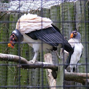 King vultures at Chessington Zoo, 6 February 2011