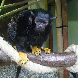 Red-handed tamarin at Chessington Zoo, 6 February 2011