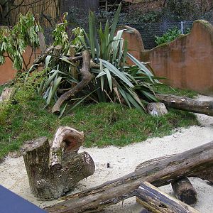 Part of dwarf mongoose enclosure at Chessington Zoo, 6 February 2011