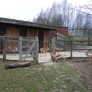Part of Dorcas gazelle enclosure at Chessington Zoo, 6 February 2011
