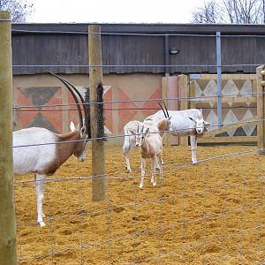 Scimitar-horned oryxes at Chessington Zoo, 6 February 2011