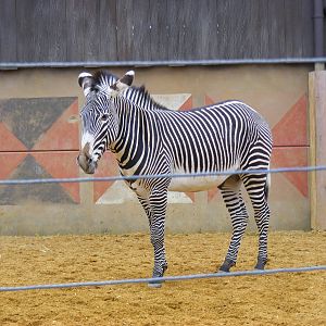 Grevy's zebra at Chessington Zoo, 6 February 2011