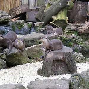 Asian short-clawed otters at Chessington Zoo, 6 February 2011