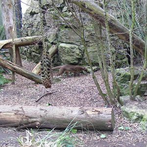 Part of fossa enclosure at Chessington Zoo, 6 February 2011
