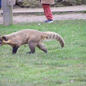 Pandy the coati at Chessington Zoo, 6 February 2011