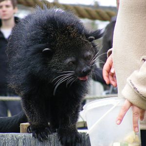 Esmerelda the binturong at Chessington Zoo, 6 February 2011