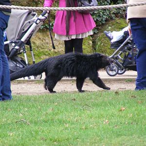 Esmerelda the binturong at Chessington Zoo, 6 February 2011