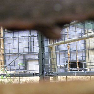 Small peephole into gorilla extension at Chessington Zoo, 6 February 2011
