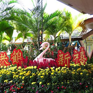 Chinese New Year Celebrations