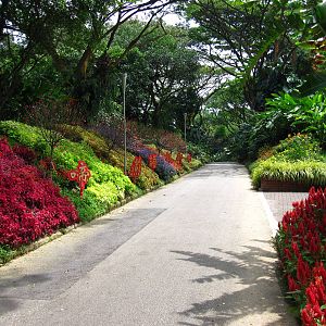 Chinese New Year Celebrations