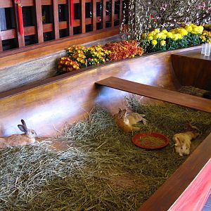 Chinese New Year Celebrations