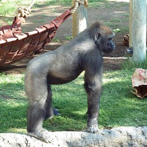 Gorilla