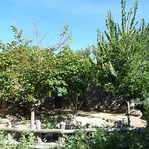Adventure Africa - Red River Hog Exhibit