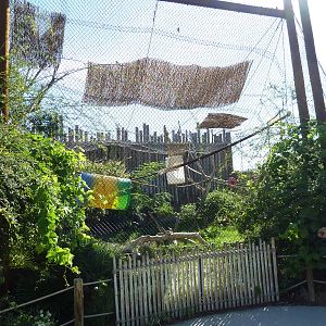 Adventure Africa - DeBrazza Guenon Exhibit