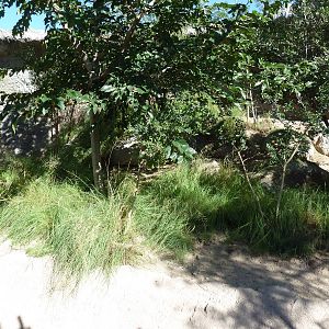 Adventure Africa - Klipspringer Exhibit