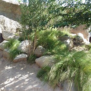 Adventure Africa - Klipspringer Exhibit