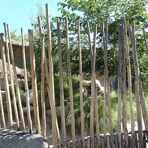 Adventure Africa - Klipspringer Exhibit