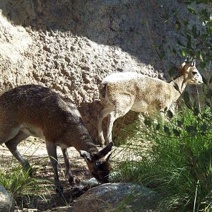 Adventure Africa - Klipspringers