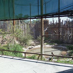 Mixed-Species Aviary (7 Species)