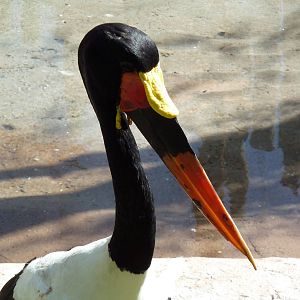 Saddle-Billed Stork