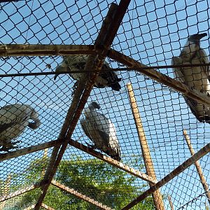 Mixed-Species Aviary (7 Species)