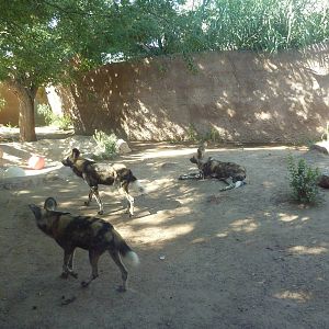 Adventure Africa - African Wild Dog Exhibit