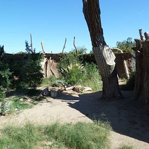 Adventure Africa - Cheetah Exhibit
