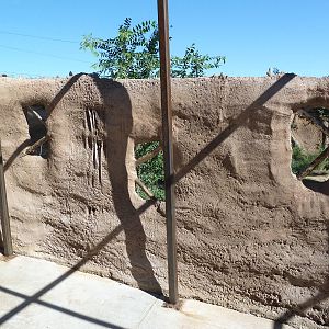Adventure Africa - Cheetah Exhibit Viewing Area