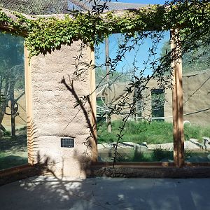 Adventure Africa - Chimpanzee Exhibit