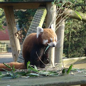 Red Panda