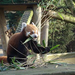 Red Panda