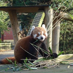 Red Panda