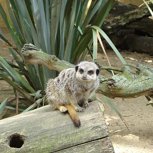 Meerkat
