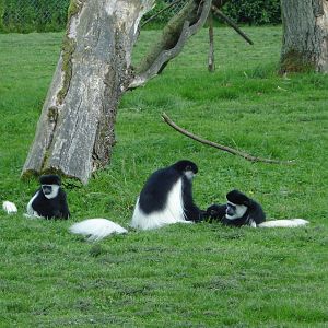 Colobus Monkeys