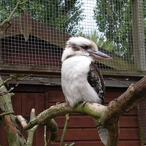 Kookaburra