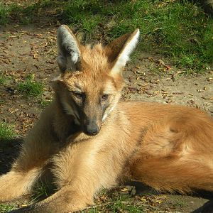Maned Wolf