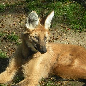 Maned Wolf