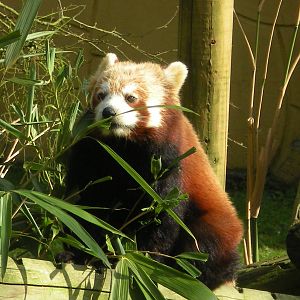 Red Panda