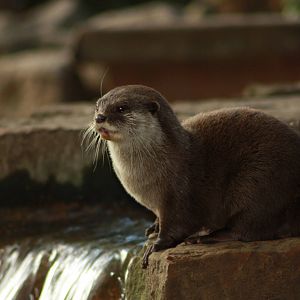 Short Clawed Otter