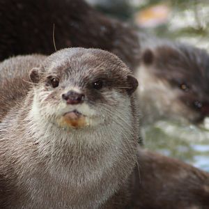 Short Clawed Otter