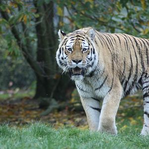 Amur Tiger