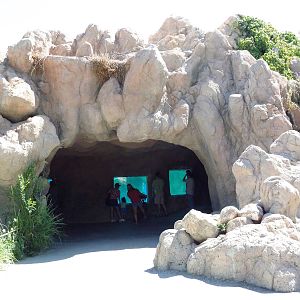 Gray Seal/Harbor Seal/California Sea Lion Exhibit